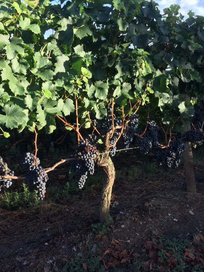 Au Charmant Des Vignes 몽타뉴 외부 사진
